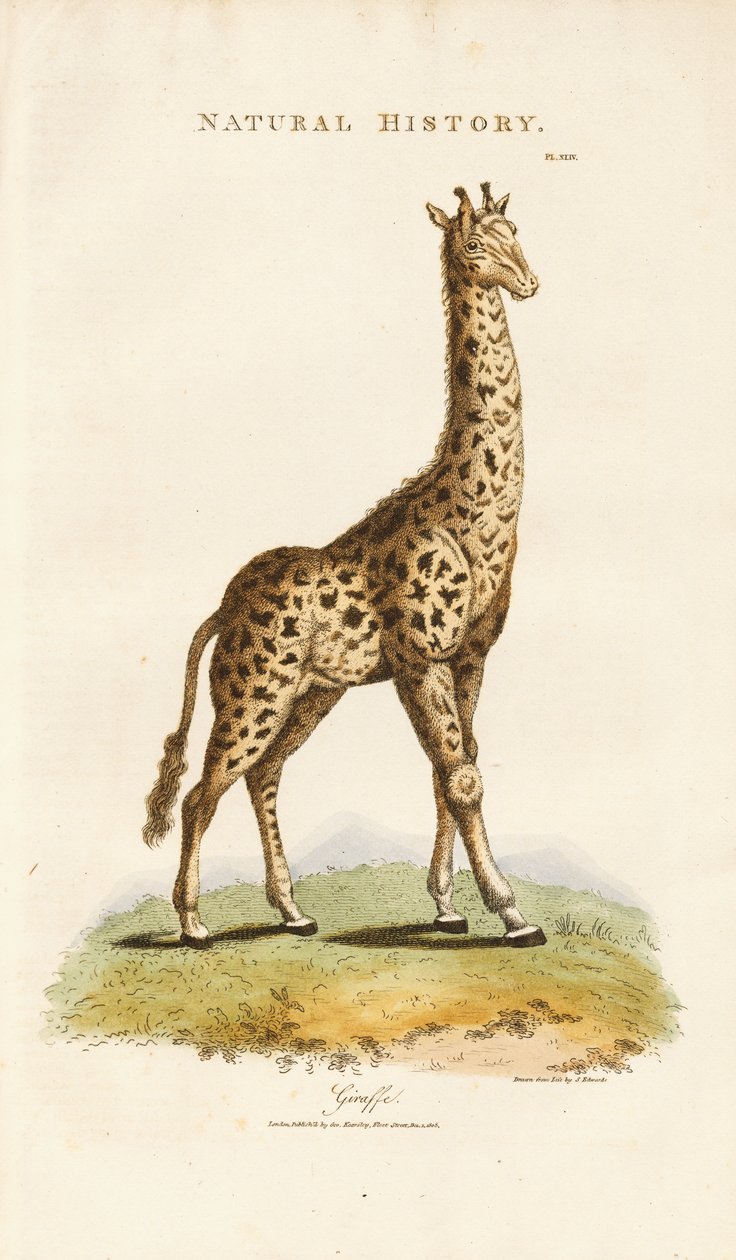 Giraffe af Sydenham Teast Edwards
