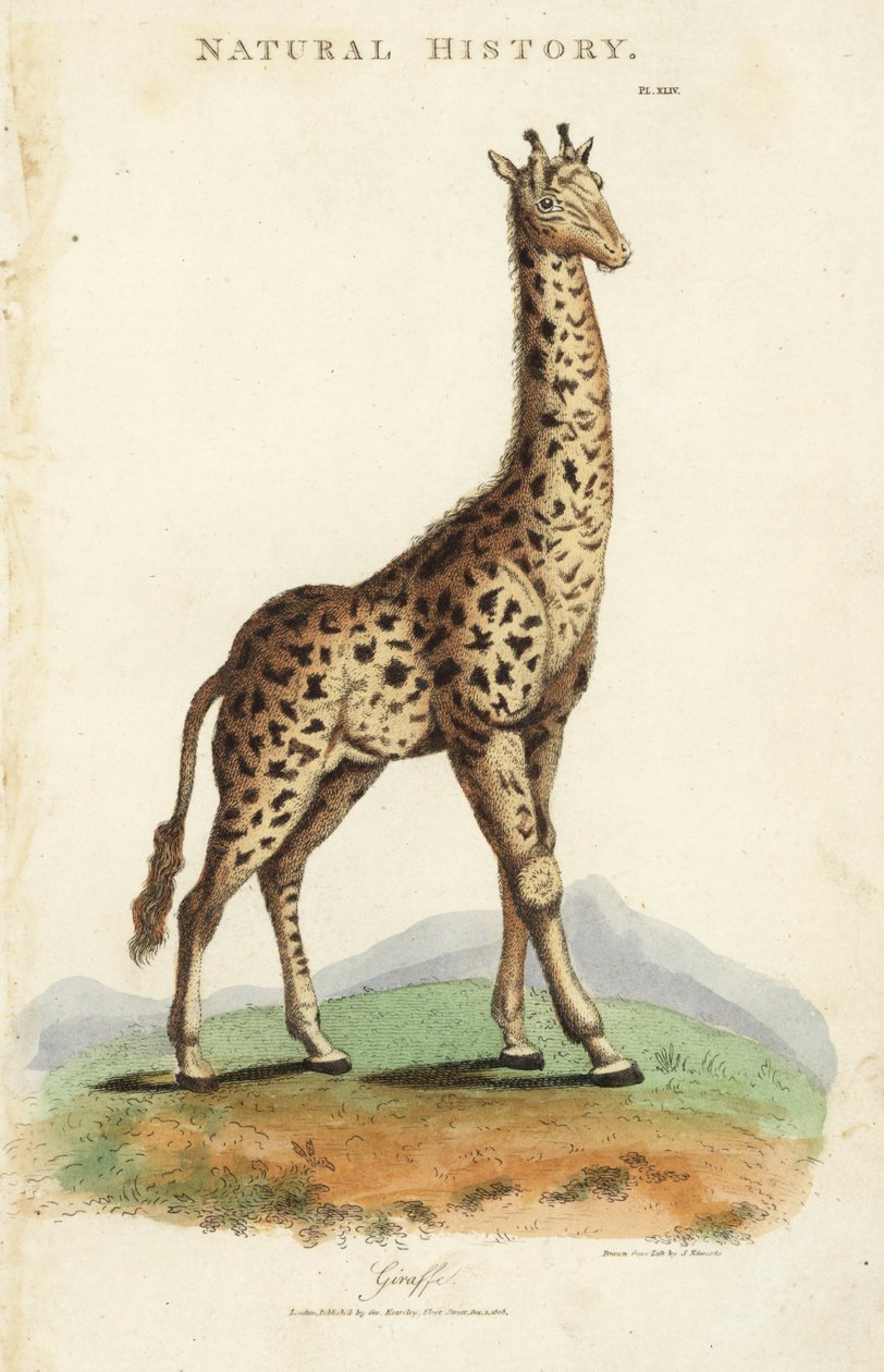 Giraf, Giraffa camelopardalis. Håndfarvet kobberstik efter Sydenham Edwards fra John Mason Goods Pantologia, a New Encyclopedia, G. Kearsley, London af Sydenham Teast Edwards