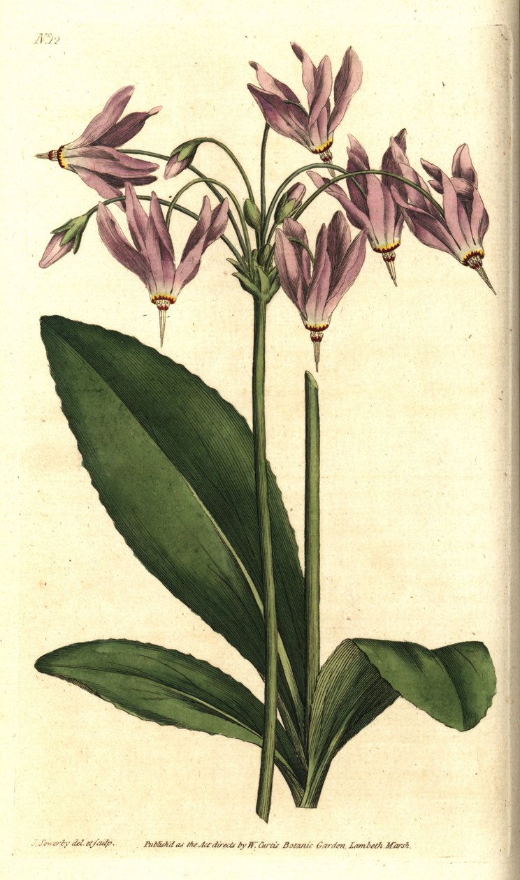 Giroselle of Virginia - Amerikansk ko-slip eller Mead