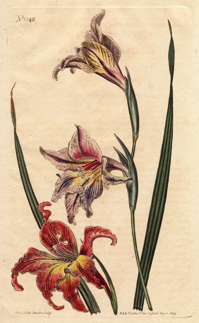 Glaieul har store blomster i epis eller stor brun afrikaner, med lyserøde og ecarlate plettede blomster, hjemmehørende i Sydafrika. Stort blomstret cornflag eller stor brun afrikaner, med plettede blomster i skarlagenrød og lyserød, hjemmehørende i Sydafri af Sydenham Teast Edwards