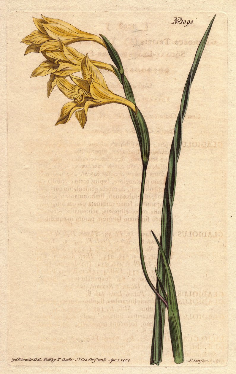 Glaieul har gule blomster i epis og sværdformede blade. Gulblomstret, firkantet kornflag. Gladiolus tristis. Håndfarvet kobberstik fra en botanisk illustration af Sydenham Edwards fra William Curtis
