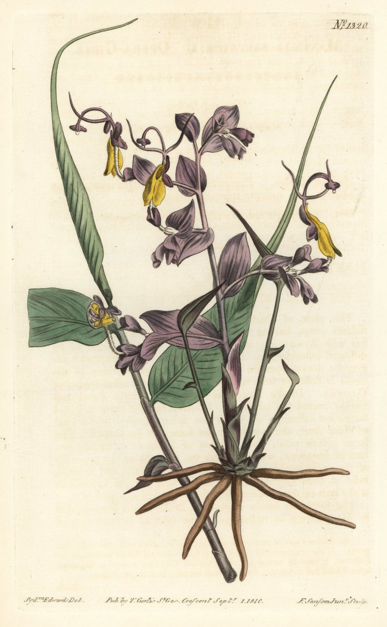 Globba radicalis (Operapiger, Mantisia saltatoria). Håndfarvet kobberstik af F. Sansom Jr. efter en illustration af Sydenham Edwards fra William Curtis