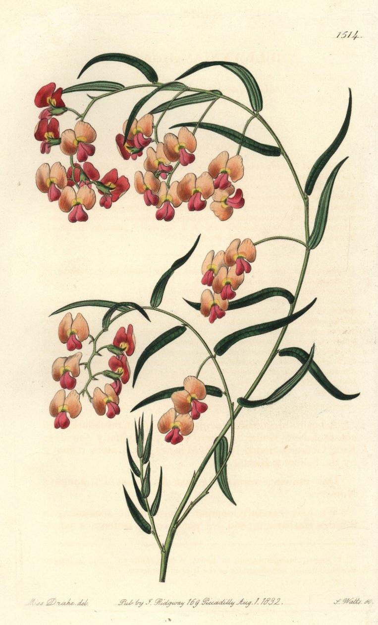 Glycin-bladede dillwynia, Dillwynia glycinifolia. Håndfarvet kobberstik af S. Watts efter en illustration af Miss Sarah Drake fra Sydenham Edwards