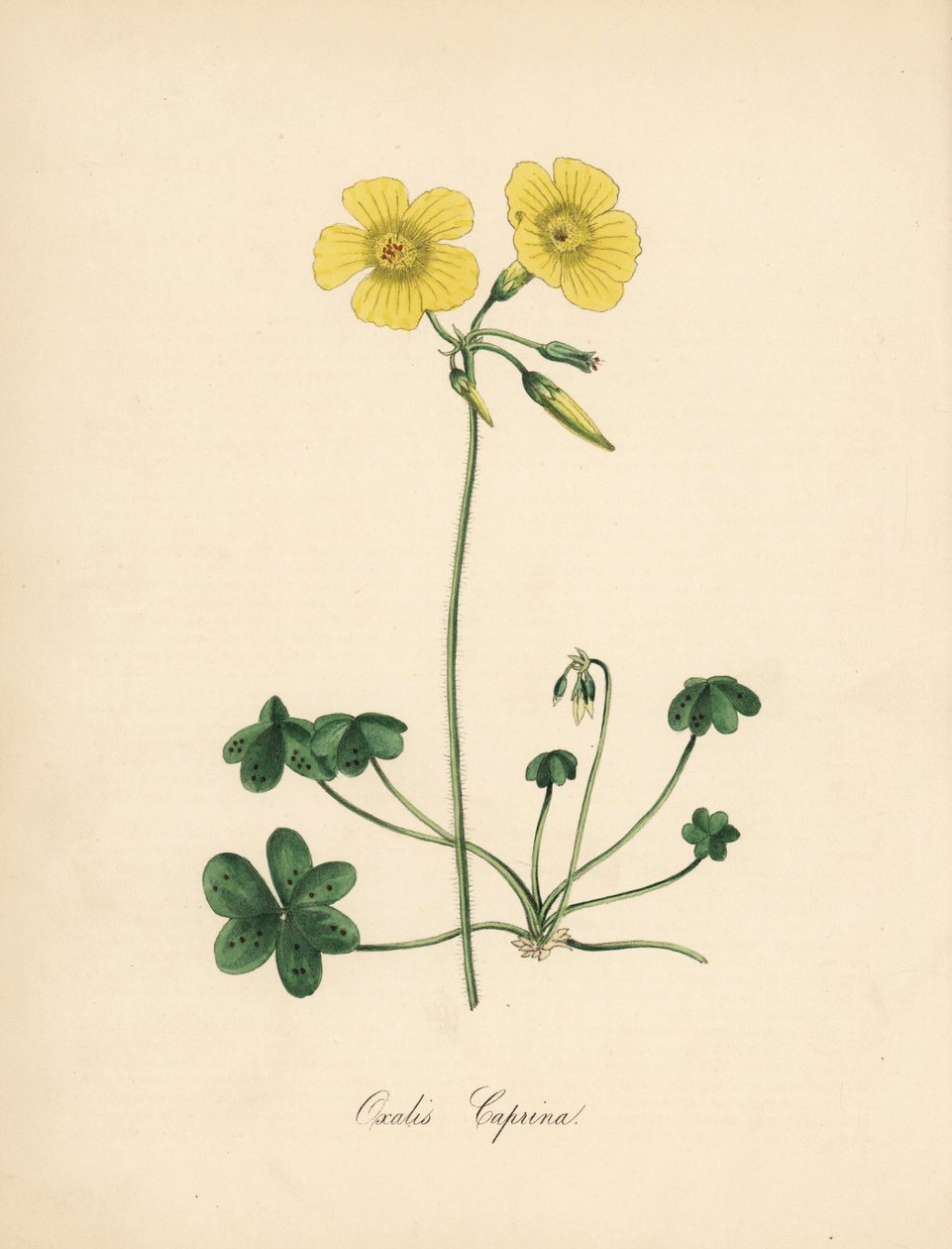 Gedefodsvedsyre, Oxalis caprina. Taget fra en illustration af Sydenham Edwards i William Curtis