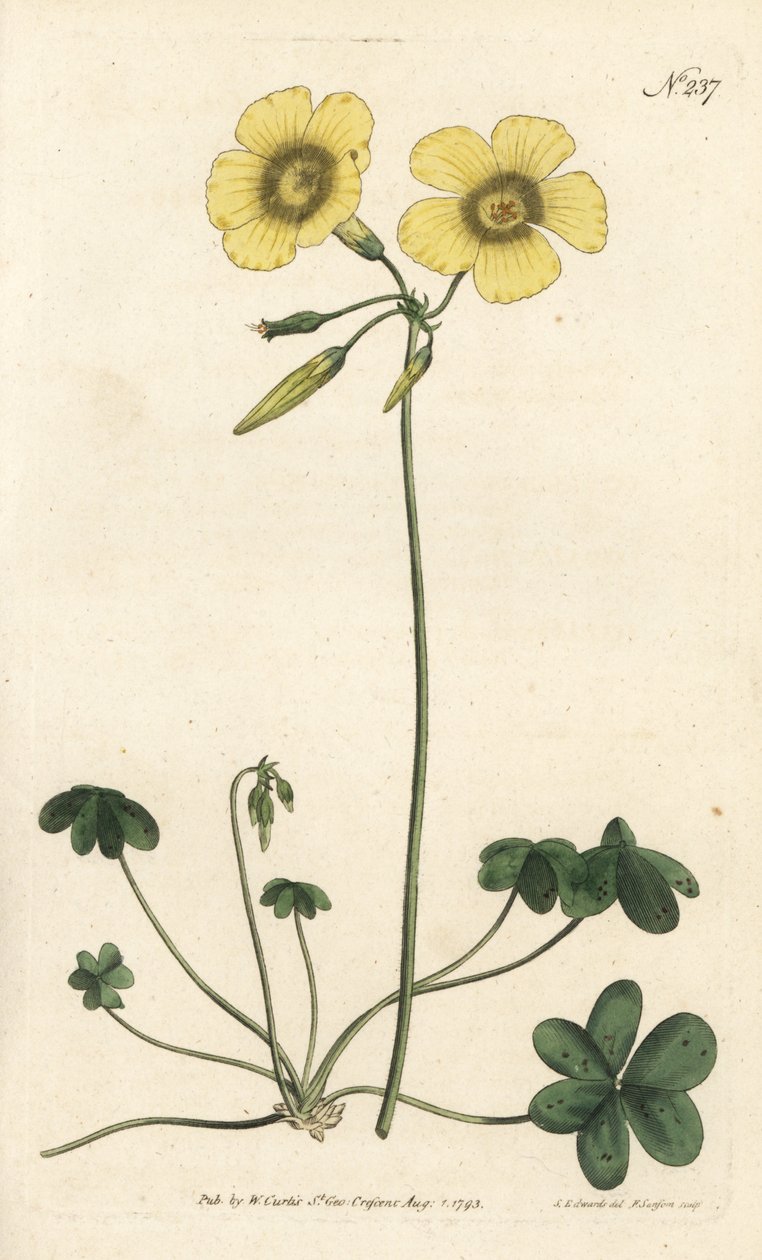 Gedefod - Gedefodsvedsyre, Oxalis caprina. Håndfarvet kobberstik af Sansom efter en illustration af Sydenham Edwards fra William Curtis