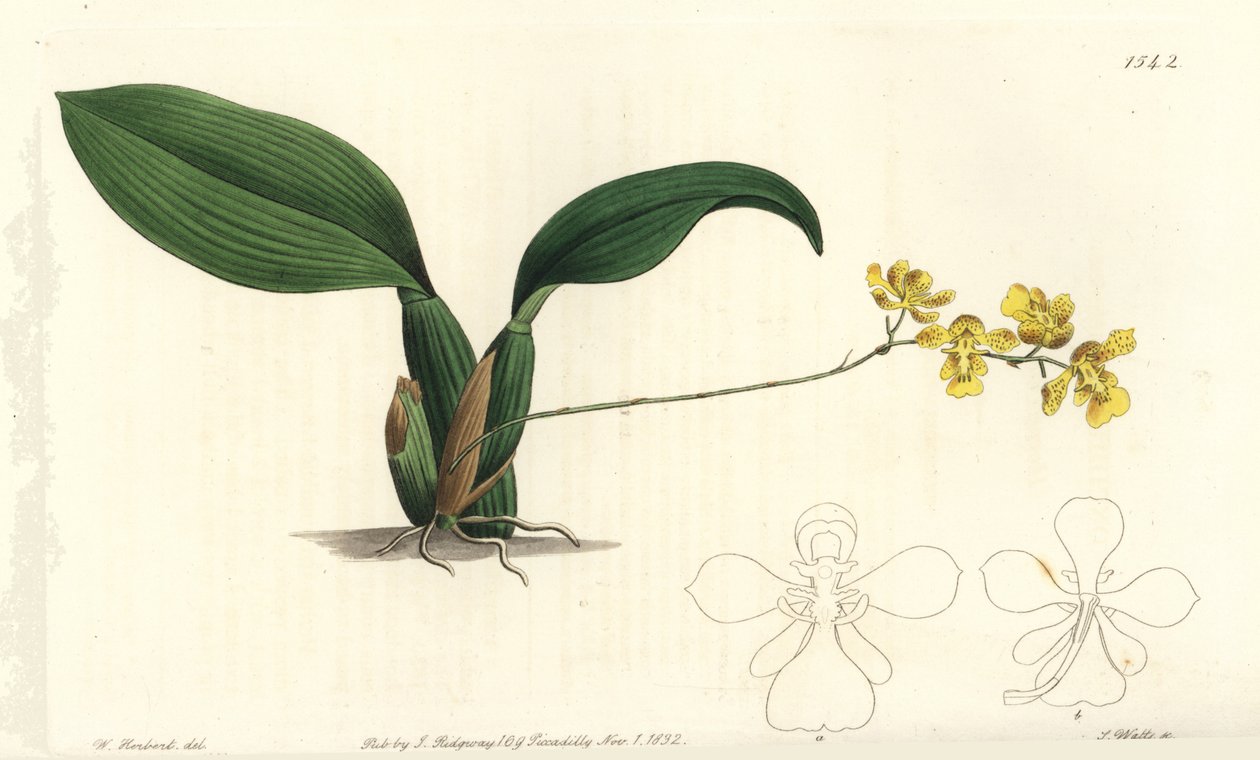 Gomesa cornigera orkidé (Hornet oncidium, Oncidium cornigerum). Håndfarvet kobberstik af S. Watts efter en illustration af William Herbert fra Sydenham Edwards