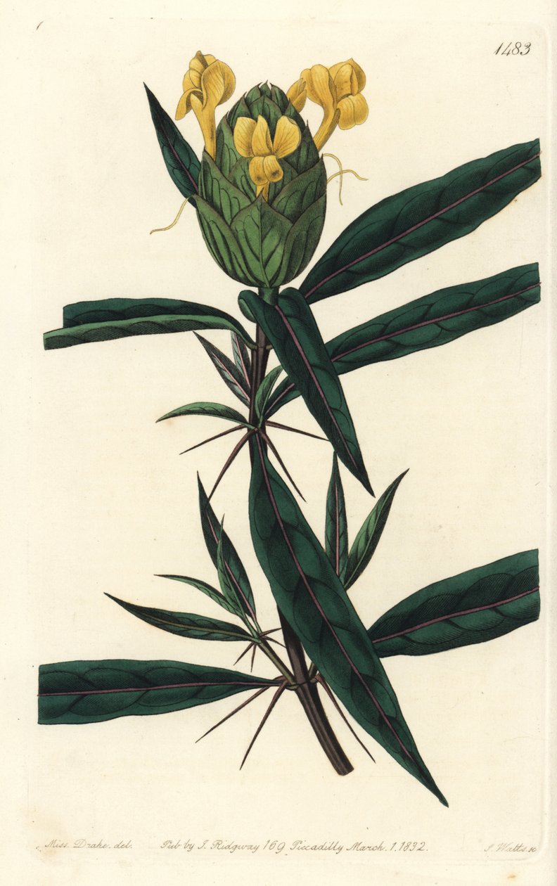 Græsgræs tac tac - Humleblomstret barleria, Barleria lupulina. Håndfarvet kobberstik af S. Watts efter en illustration af Sarah Drake fra Sydenham Edwards