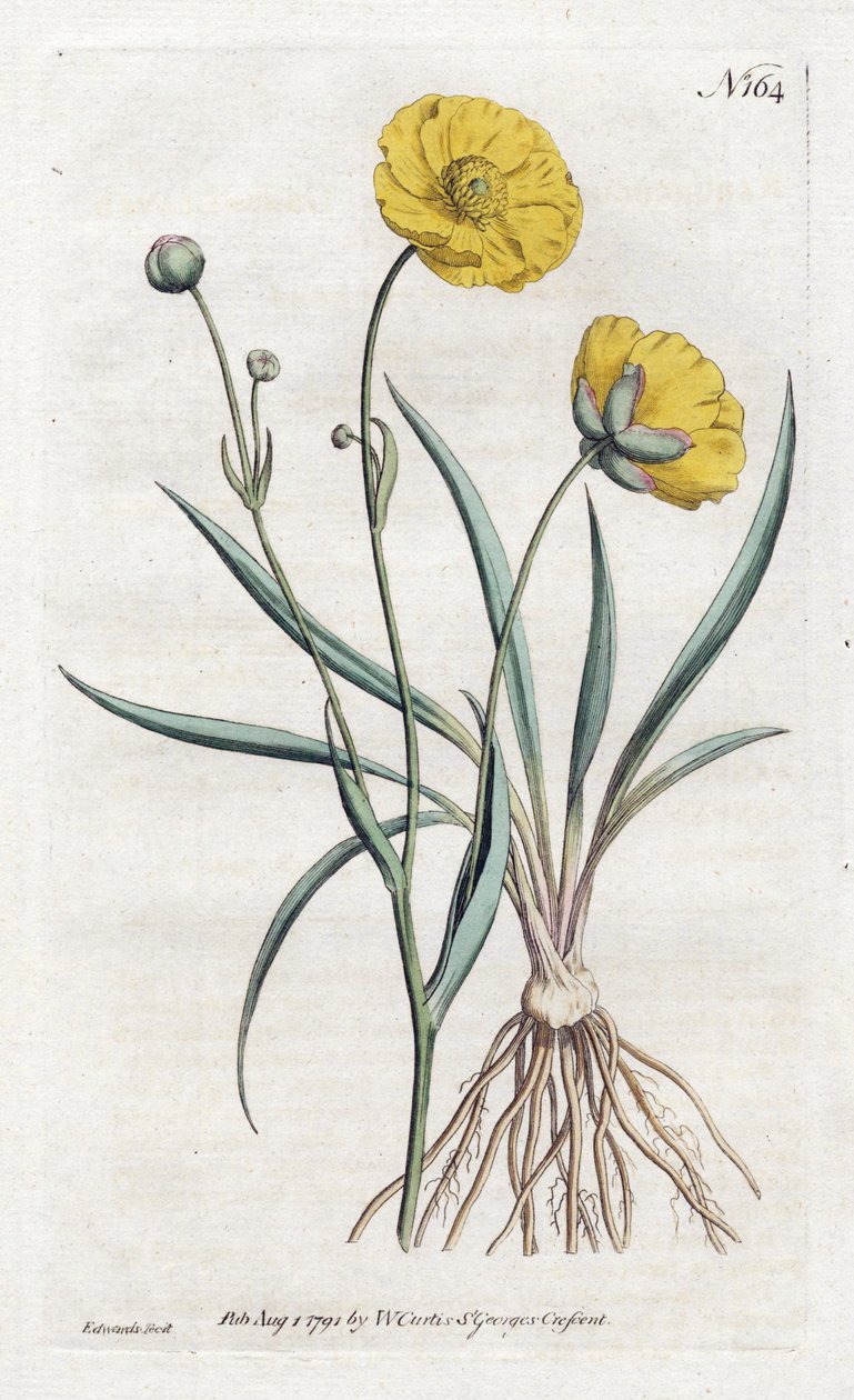 Grassleaf Buttercup - Litografi af Sydenham Edwards (1768-1819), fra William Curtis Botanical Magazine (1746-1799) af Sydenham Teast Edwards