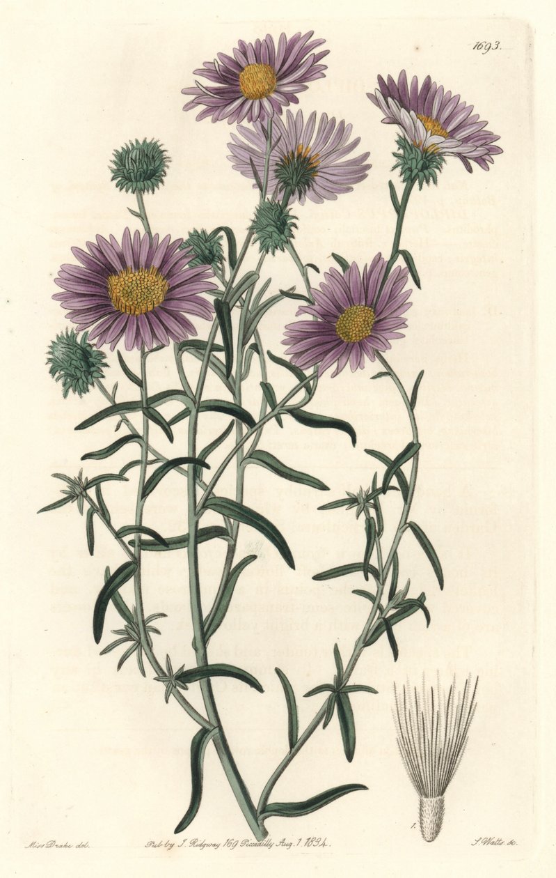 Grey Aster, oprindeligt fra Californien - S. Watts Strong Water fra en illustration af Sarah Anne Drake (1803-1857), fra det botaniske register af Sydenham Teast Edwards