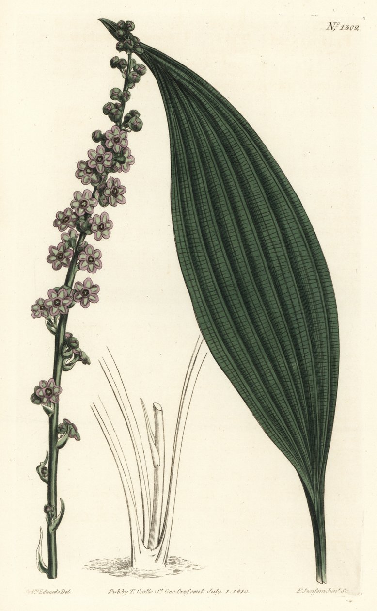 Grønblomster teta, Peliosanthes Teta. Håndfarvet kobberplade -gravering af F. Sansom Jr. Efter en illustration af Sydenham Edwards fra William Curtis 