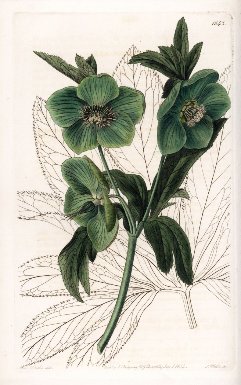 Green Flower Hellebore Variete - graveret af S.Watts, fra en illustration af Sarah Anne Drake (1803-1857), fra Botanical Register of Sydenham Edwards (1768-1819), England af Sydenham Teast Edwards