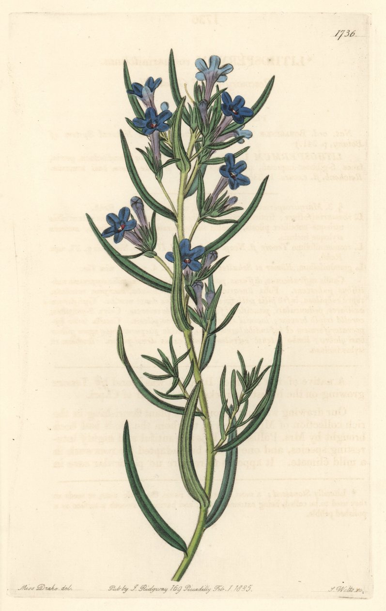 Gremil a rosmarinblade, hjemmehørende på Sicilien - Water forte af S. Watts fra en illustration af Sarah Anne Drake (1803-1857), fra det botaniske register af Sydenham Teast Edwards