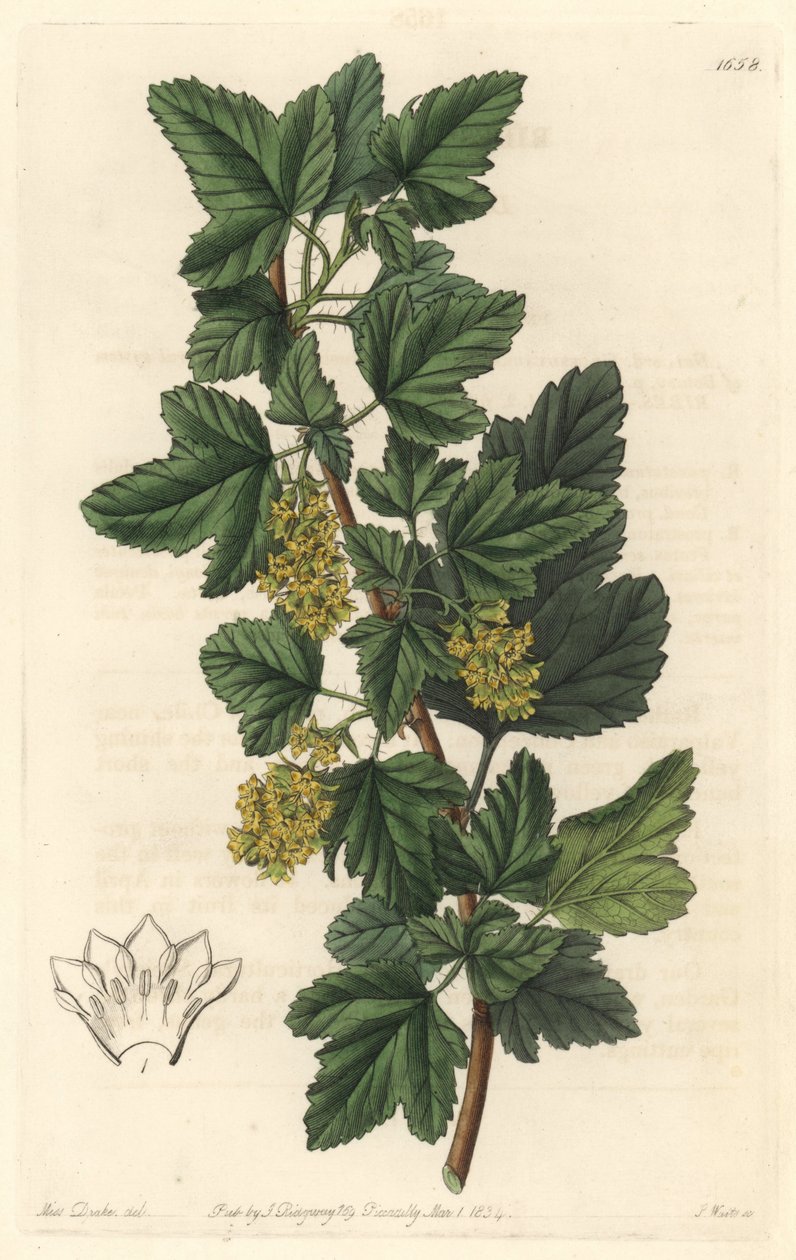Groseillier, kendt som Gadellier fra Sibirien (Ribes diacanthum), indfødt i Chile - Water forte af S. Watts fra en illustration af Sarah Anne Drake (1803-1857), fra det botaniske register af Sydenham Teast Edwards