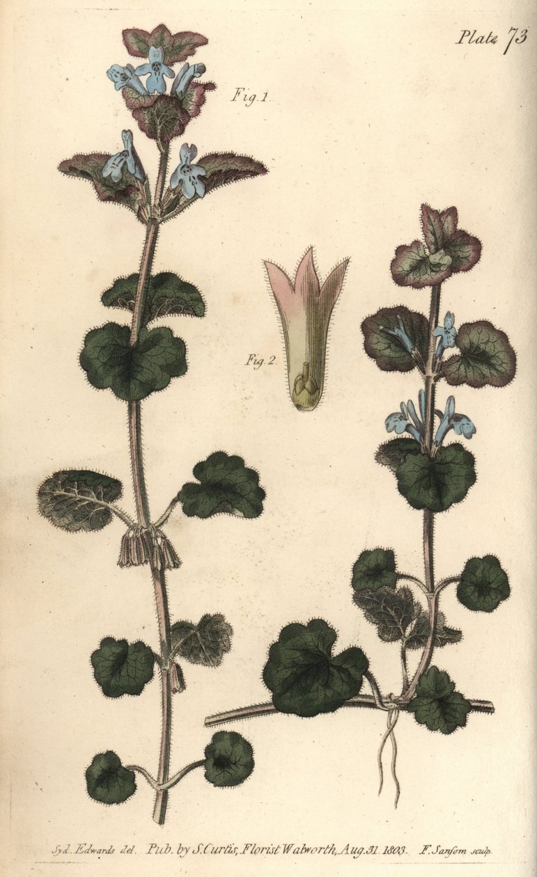 Jordvedbend, Glechoma hederacea, Gymnospermia. Håndfarvet kobberstik af F. Sansom af en botanisk illustration af Sydenham Edwards til William Curtis