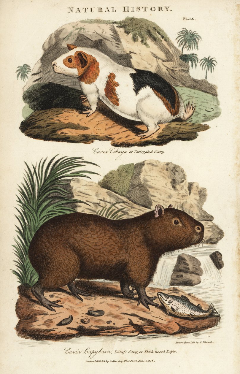 Marsvin og capybara - Marsvin, Cavia porcellus og capybara, Hydrochoerus hydrochaeris. Håndfarvet kobberstik efter Sydenham Edwards fra John Mason Goods Pantologia, a New Encyclopedia, G. Kearsley, London af Sydenham Teast Edwards