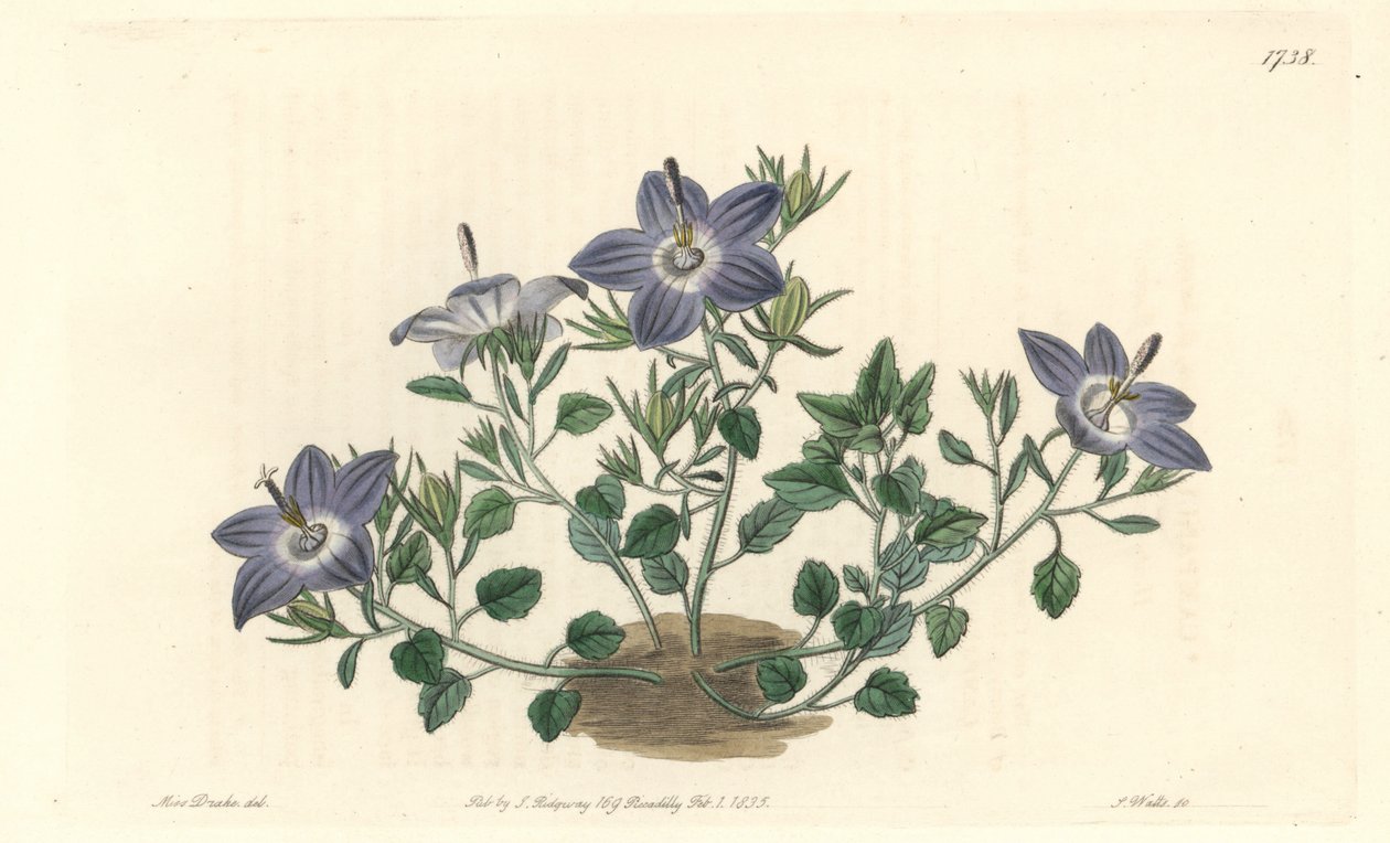 Hårbladet campanula, hjemmehørende i Italien - Stærkt vand af S. Watts efter en illustration af Sarah Anne Drake (1803-1857), fra Botanical Register af Sydenham Teast Edwards