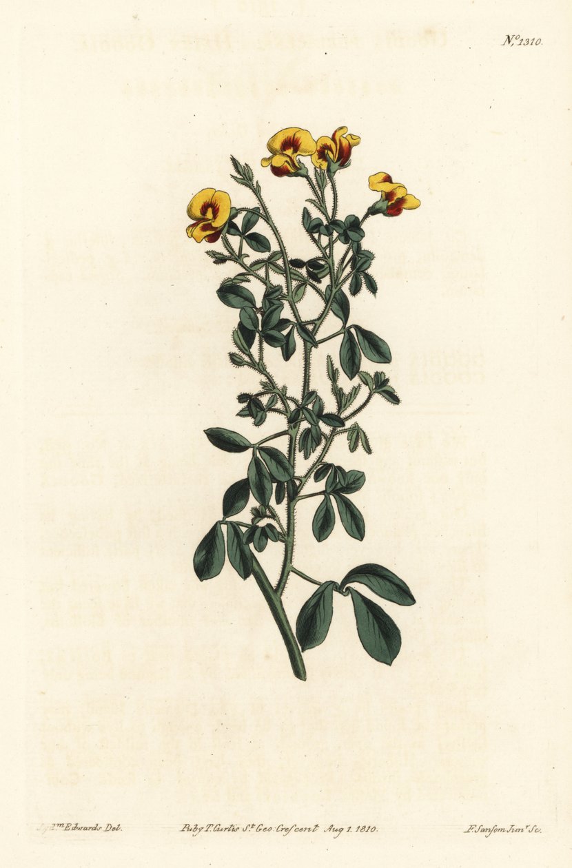 Behåret goodia, Goodia lotifolia var. pubescens (Goodia pubescens). Håndfarvet kobberstik af F. Sansom Jr. efter en illustration af Sydenham Edwards fra William Curtis