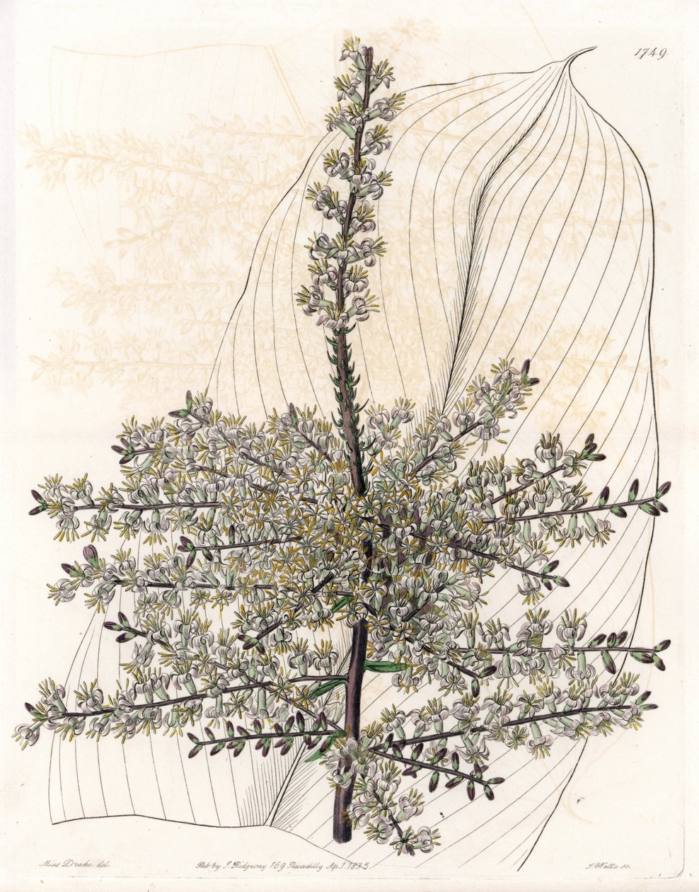 Hawaiian spinard eller Indienrør - Plade graveret af S.Watts, efter en illustration af Sarah Anne Drake (1803-1857), fra Sydenham Edwards