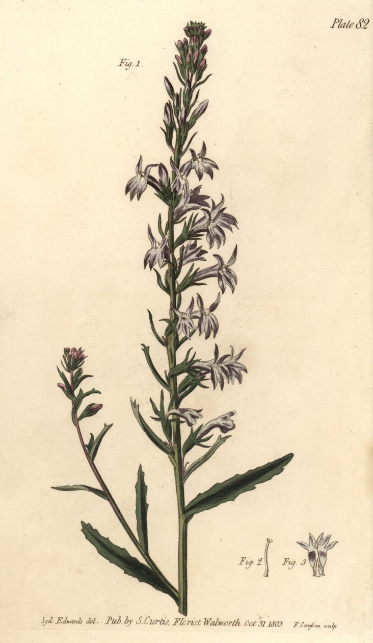 Heath lobelia, Lobelia urens, Polygamia monogamia. Håndfarvet kobberstik af F. Sansom af en botanisk illustration af Sydenham Edwards til William Curtis