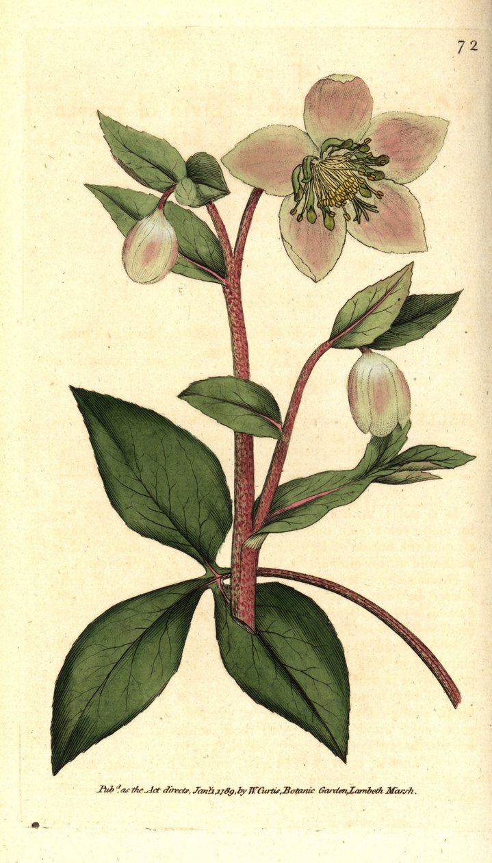Hellebore (ellebore) livid eller sort - Livid eller lilla hellebore, Helleborus lividus. Håndfarvet kobberstik efter en botanisk illustration af James Sowerby fra William Curtis