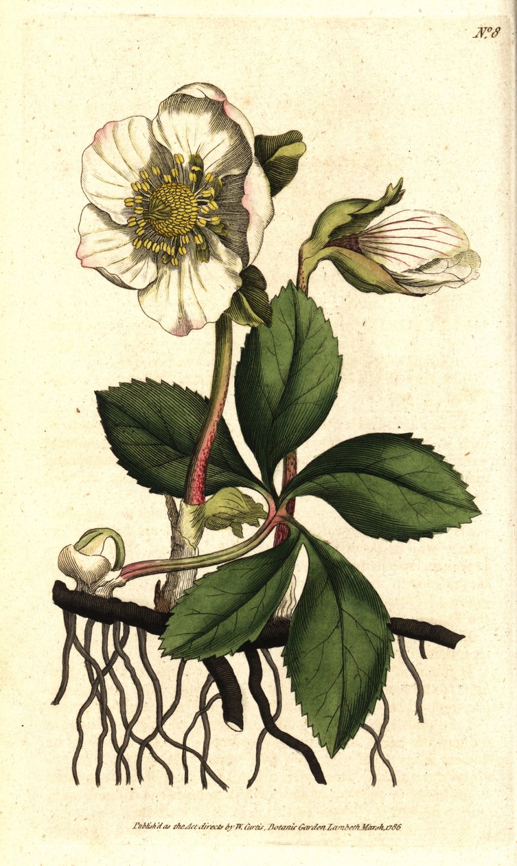 Hellebore (ellebore) noir ou rose de Noel - Julerose eller sort hellebore, Helleborus niger. Håndfarvet kobberstik efter en botanisk illustration af Sydenham Edwards fra William Curtis