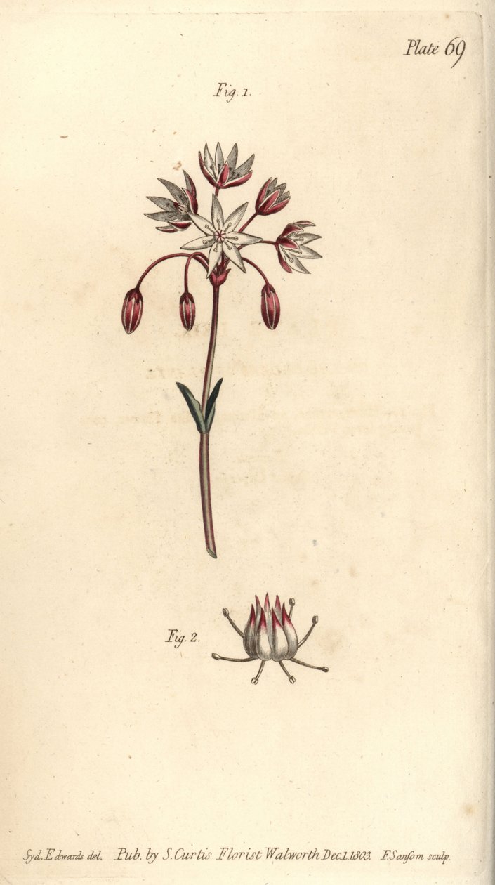 Hermafroditblomst med syv pistilla, Heptagynia, Septas capensis. Håndfarvet kobberstik af F. Sansom af en botanisk illustration af Sydenham Edwards til William Curtis