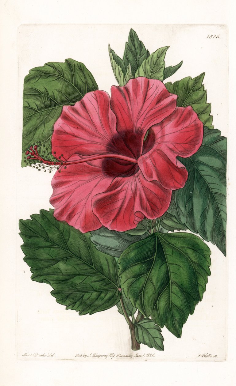 Hibiscus rose fra Kina - graveret af S.Watts, fra en illustration af Sarah Anne Drake (1803-1857), fra Botanical Register of Sydenham Edwards (1768-1819), England af Sydenham Teast Edwards