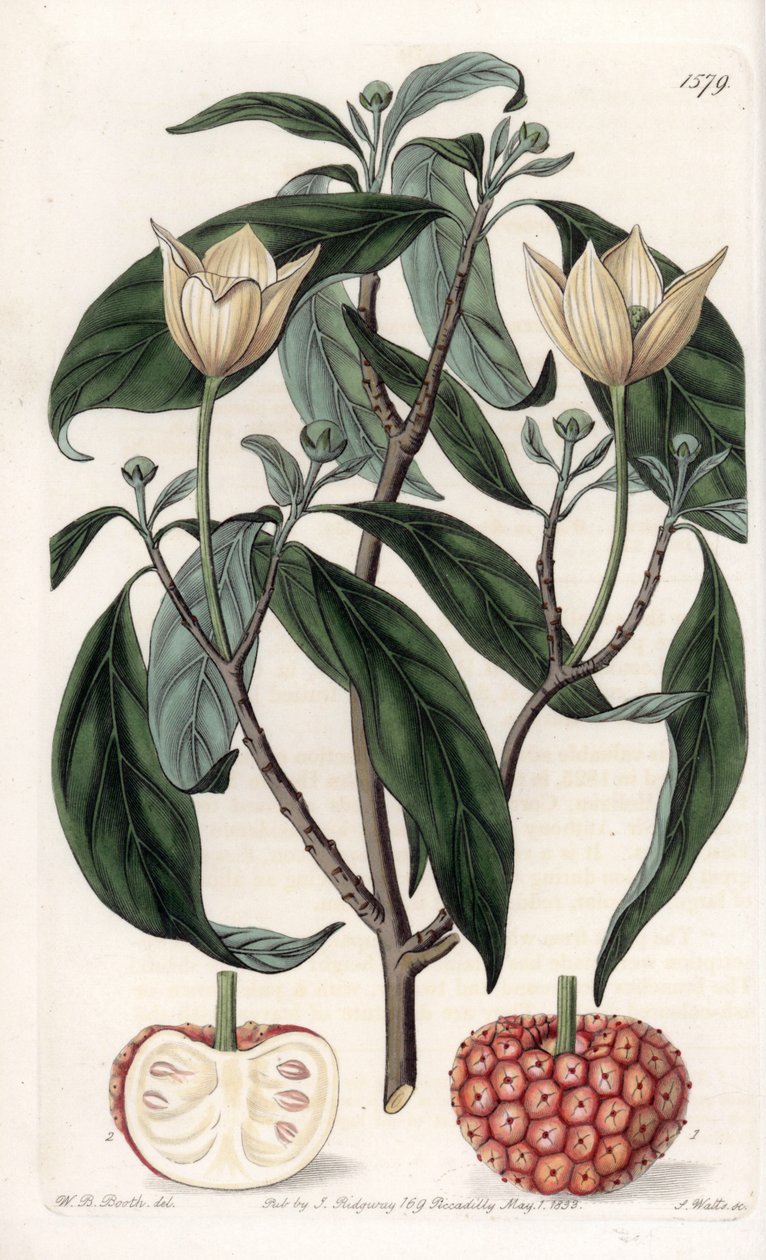Himalaya Dogwood - Indgraveret tavle af S.Watts, fra en illustration af Sarah Anne Drake (1803-1857), fra Botanical Register of Sydenham Edwards (1768-1819), England af Sydenham Teast Edwards