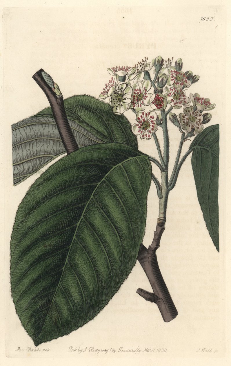 Himalaya-bjergaske - S. Watts Strong Water fra en illustration af Sarah Anne Drake (1803-1857), fra det botaniske register af Sydenham Teast Edwards