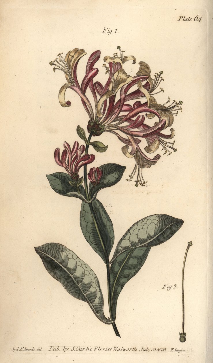 Honeysuckle, Lonicera caprifolium, Monogynia. Håndfarvet kobberstik af F. Sansom af en botanisk illustration af Sydenham Edwards til William Curtis