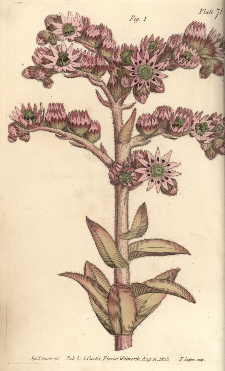 Husporre, Sempervivum tectorum, Dodecagynia, hermafroditblomst med 12 pistill. Håndfarvet kobberstik af F. Sansom af en botanisk illustration af Sydenham Edwards til William Curtis