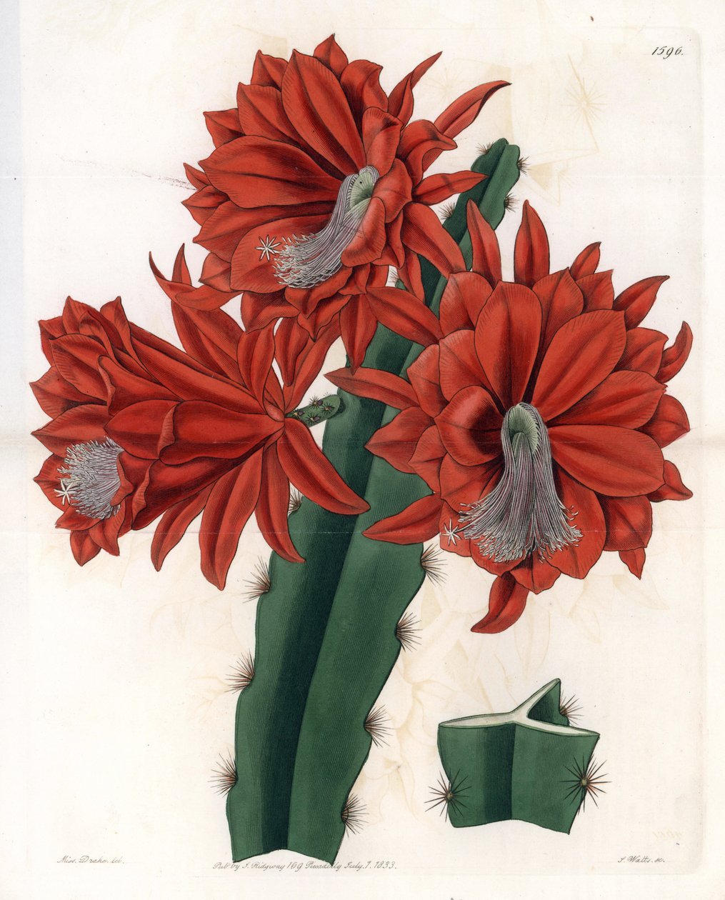 Hybrid Disocactus (cactus orchidee) - Plade indgraveret af S.Watts, fra en illustration af Sarah Anne Drake (1803-1857), fra Botanical Register of Sydenham Edwards (1768-1819), England af Sydenham Teast Edwards