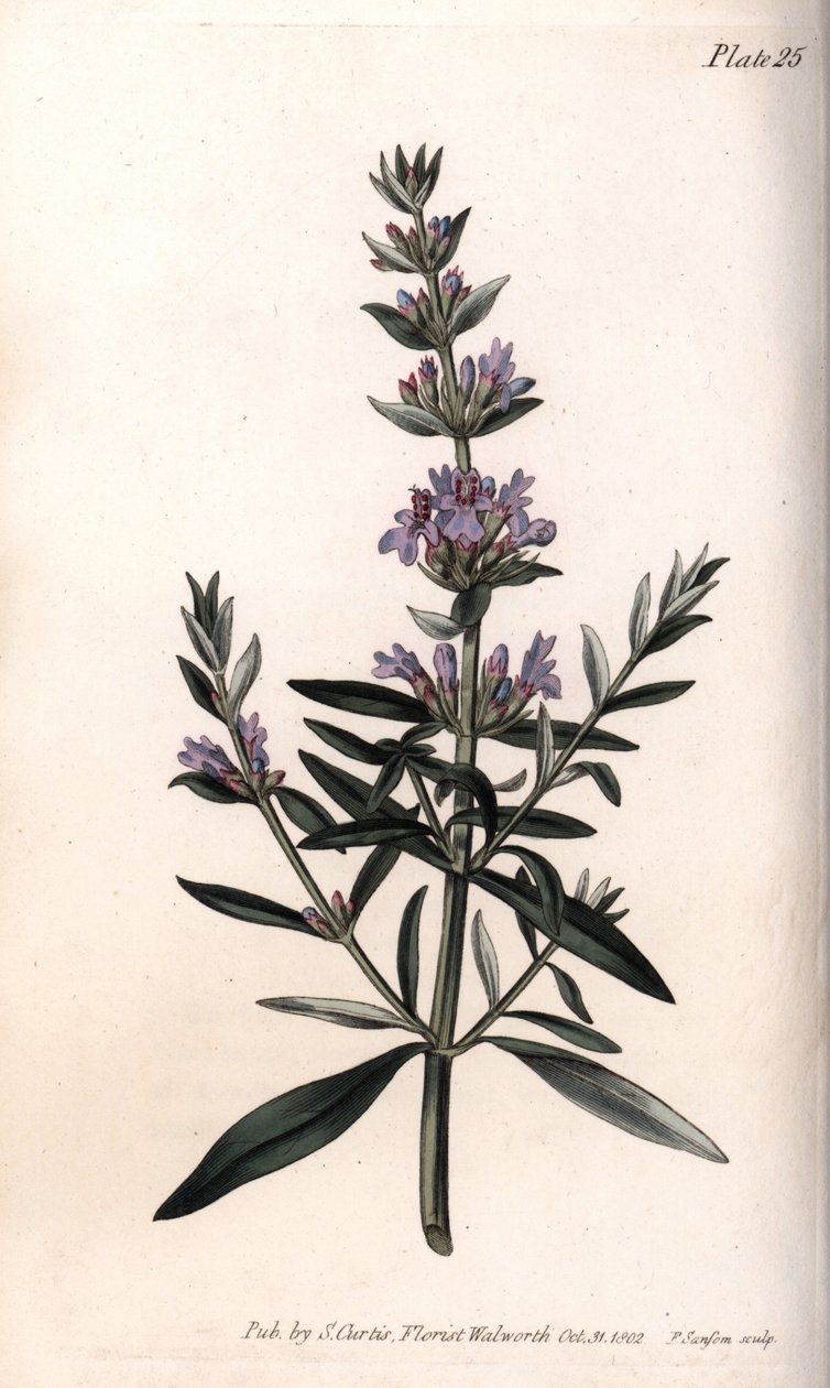 Isop eller officiel isop. Farvet kobberstik, illustration af Sydenham Edwards (1768-1819) til Conferences of Botanical, Botanical Garden of Lambeth (England) af Sydenham Teast Edwards