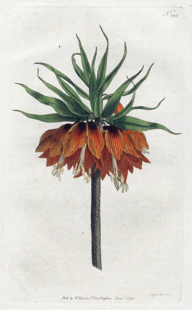 Imperial Fritillary eller Imperial Crown - Litografi af Sydenham Edwards (1768-1819), plade fra William Curtis