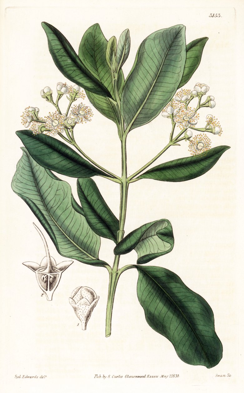 Indian Wood - Bay rom træ, Pimenta racemosa (vildt nelliker træ, Myrcia acris), hjemmehørende i Caribien. Håndfarvet kobberstik af Swan efter en illustration af Sydenham Edwards fra Samuel Curtis