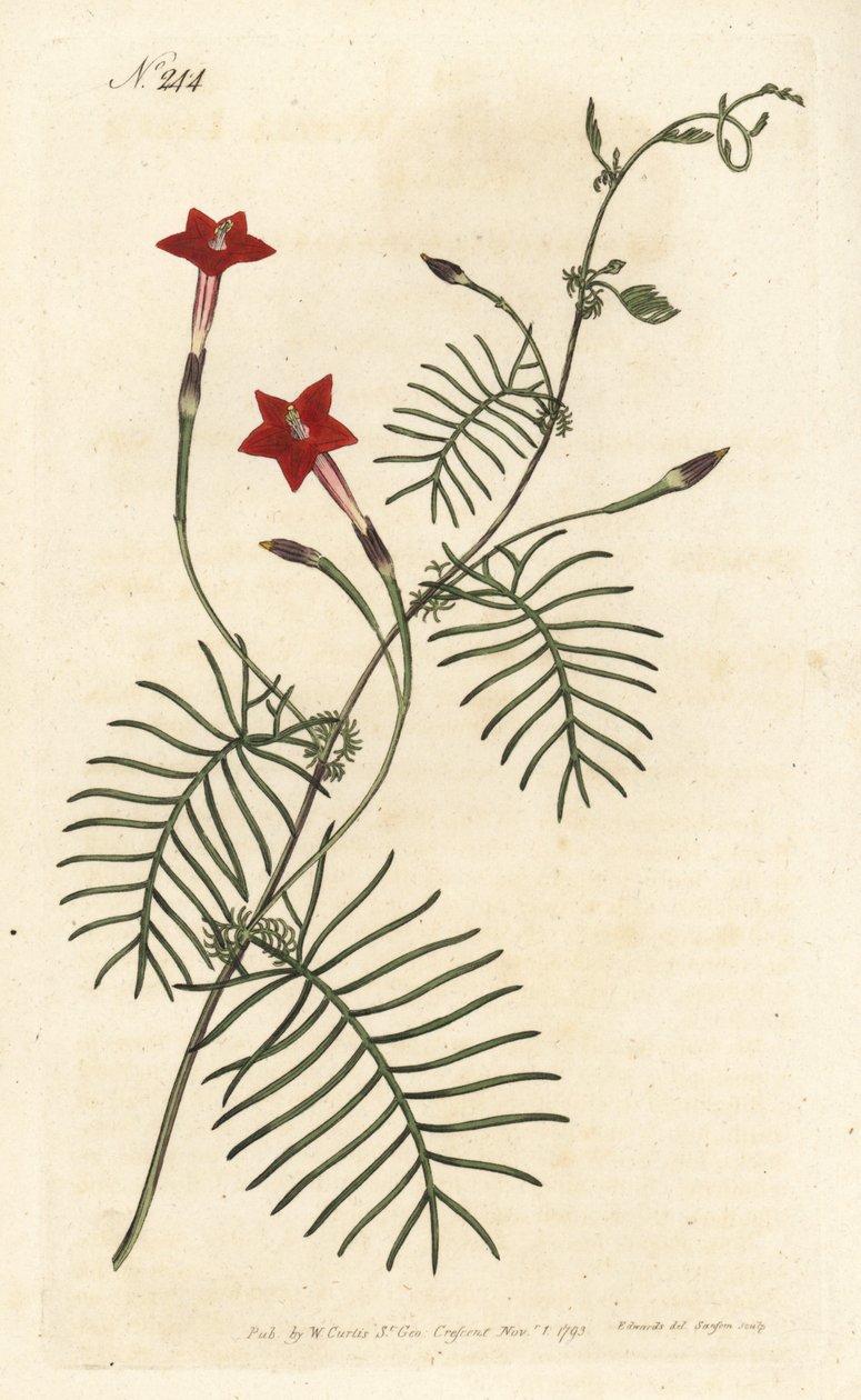 Ipomee quamoclite eller quamoclite pennee eller ipomee et rødt blad - Cypresvin eller vingebladede ipomoea, Ipomoea quamoclit. Håndfarvet kobberstik af Sansom efter en illustration af Sydenham Edwards fra William Curtis