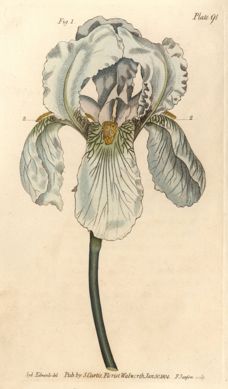 Iris florentina, Iris germanica nothovar. Håndfarvet kobberstik af F. Sansom af en botanisk illustration af Sydenham Edwards til William Curtis