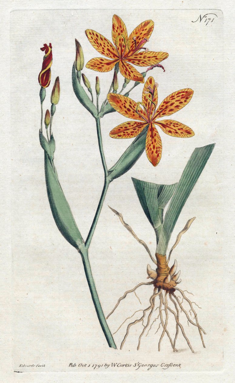 Irisleopard eller tigerlilje (Iris Domestica) - Litografi af Sydenham Edwards (1768-1819), fra Botanical Magazine af William Curtis (1746-1799) af Sydenham Teast Edwards