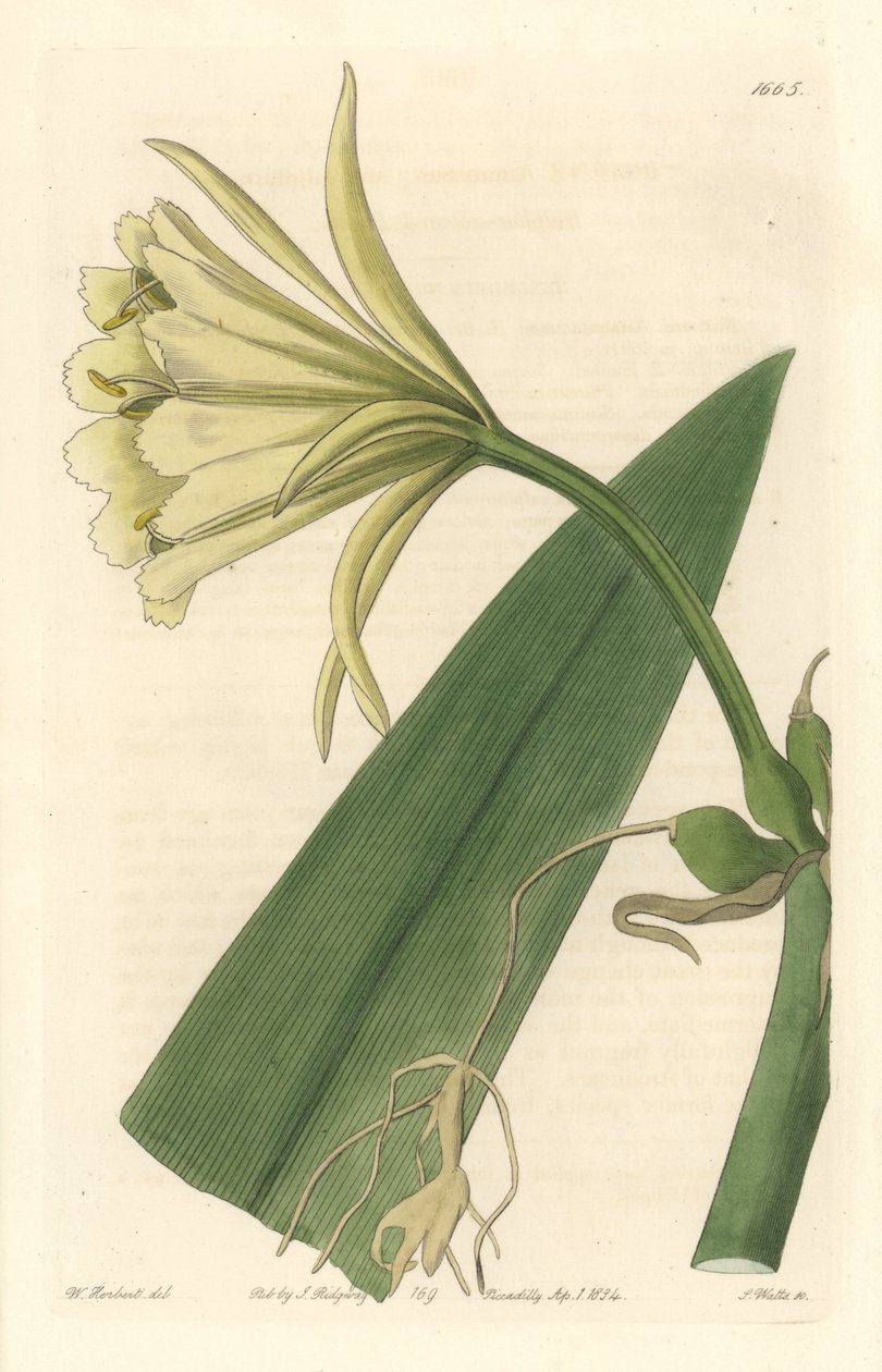 Ismene, Narcissus eller påskelilje fra Peru - Strong Water af S. Watts fra en illustration af Sarah Anne Drake (1803-1857), fra det botaniske register af Sydenham Teast Edwards