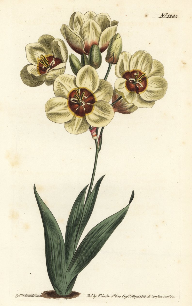 Ixia abbreviata (Flødefarvet plettet ixia, Ixia maculata v. ochroleuca). Håndfarvet kobberstik af F. Sansom Jr. efter en illustration af Sydenham Edwards fra William Curtis