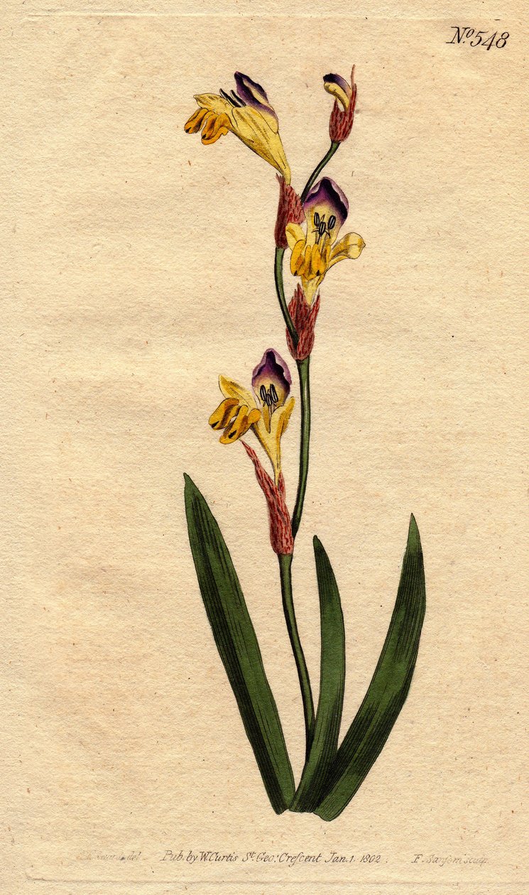 Ixia har ringe kronblade af gul lilla og brune farver. Ringent ixia med gule, lilla og brune blomster. Ixia bicolor. Håndfarvet kobberstik fra en botanisk illustration af Sydenham Edwards fra William Curtis