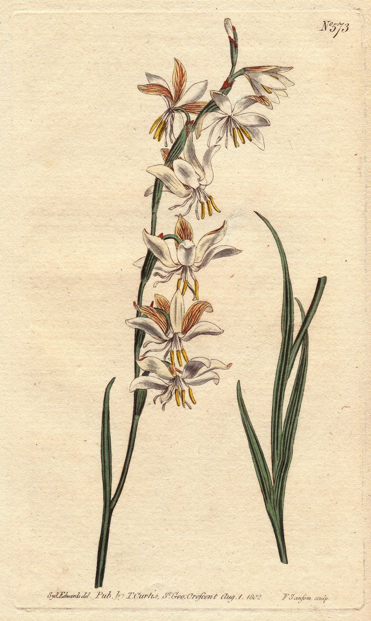 Ixia har hvide, gule og orange årer. Nodding blomstret Ixia med hvide, orange og gule årerede blomster. Ixia radiata. Håndkoloreret kobberstik fra en botanisk illustration af Sydenham Edwards fra William Curtis