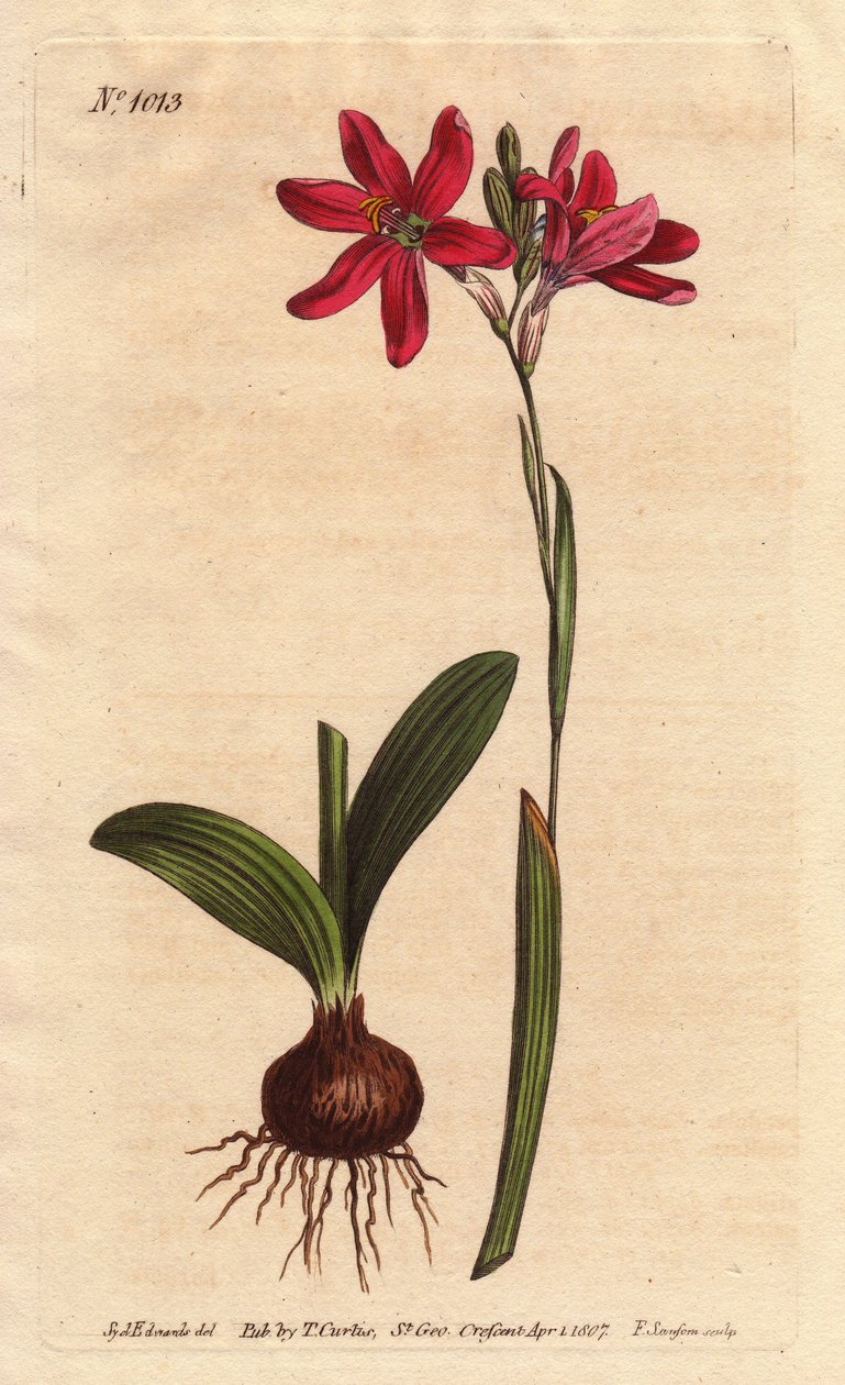 Ixia pink. af den sydafrikanske liljefamilie, beskrevet med løg og blade. Rose farvet ixia, en smuk lyserød blomst af liljefamilien fra Sydafrika, vist med løg og blade til venstre. Ixia latifolia (Ixia capillaris). Håndfarvet kobberplade en af Sydenham Teast Edwards