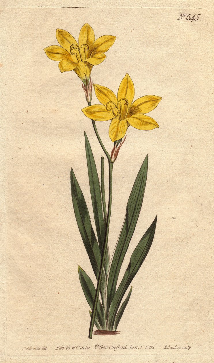 Ixia svovl farve, med lyse citrongule blomster. Svovlfarvet ixia med klare citrongule blomster. Ixia bulbifera. Håndfarvet kobberstik fra en botanisk illustration af Sydenham Edwards fra William Curtis