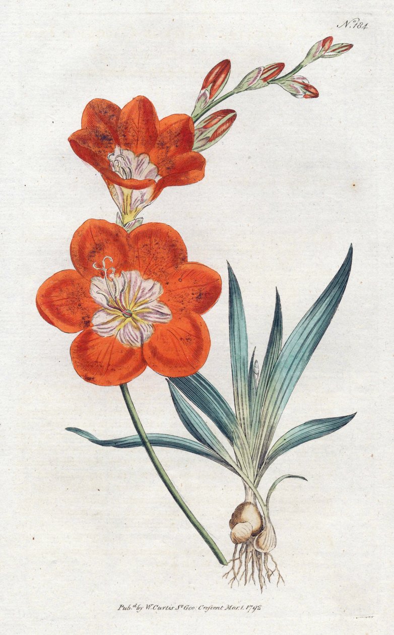 Ixie orangee - Litografi af Sydenham Edwards (1768-1819), tallerken fra William Curtis