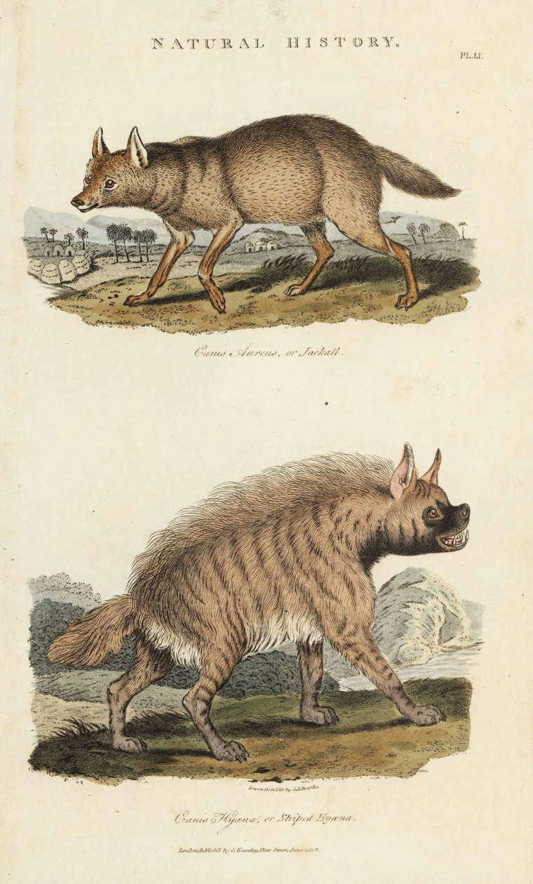 Sjakal dore og hyene - Guldsjakal, Canis aureus og stribet hyæne, Hyaena hyaena. Håndfarvet kobberstik efter Sydenham Edwards fra John Mason Goods Pantologia, a New Encyclopedia, G. Kearsley, London af Sydenham Teast Edwards