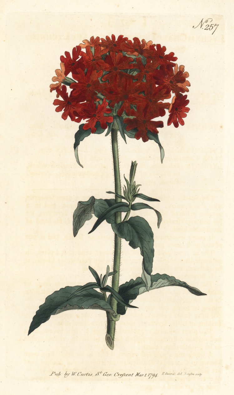 Jerusalem Cross - Brændende kærlighed, Silene chalcedonica (Scarlet lychnis, Lychnis chalcedonica). Håndfarvet kobberstik af Sansom efter en illustration af Sydenham Edwards fra William Curtis