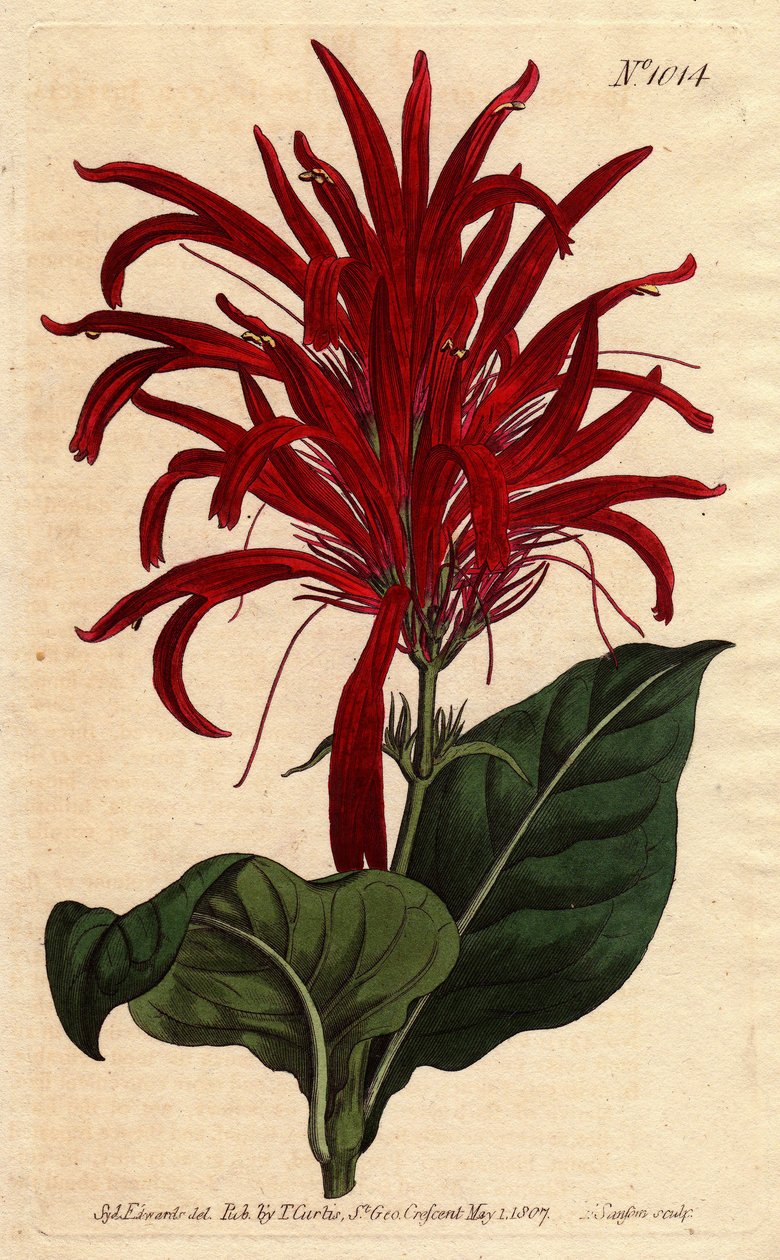 Justicia-planten har skinnende blade og lyse røde blomster, hjemmehørende i Barbados. Skinnende blade justicia med lyse karmosinrøde blomster. Indfødt af Barbados. Justica lucida. Håndfarvet kobberstik fra en botanisk illustration af Sydenham Edwards fro af Sydenham Teast Edwards