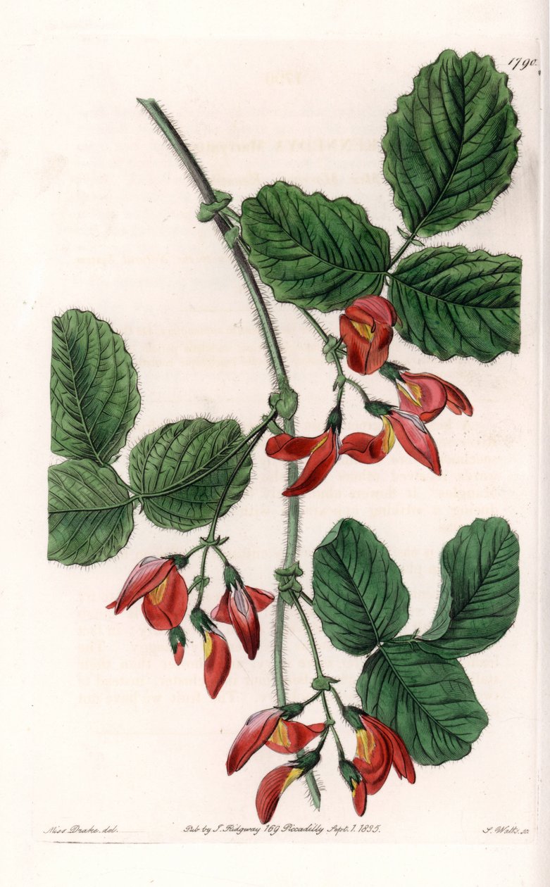 Kennedia macrophylla, plante hjemmehørende i Australien, sjældne truede arter - Plade indgraveret af S. Watts, fra en illustration af Sarah Anne Drake (1803-1857), fra Botanical Register of Sydenham Edwards (1768-1819), England af Sydenham Teast Edwards