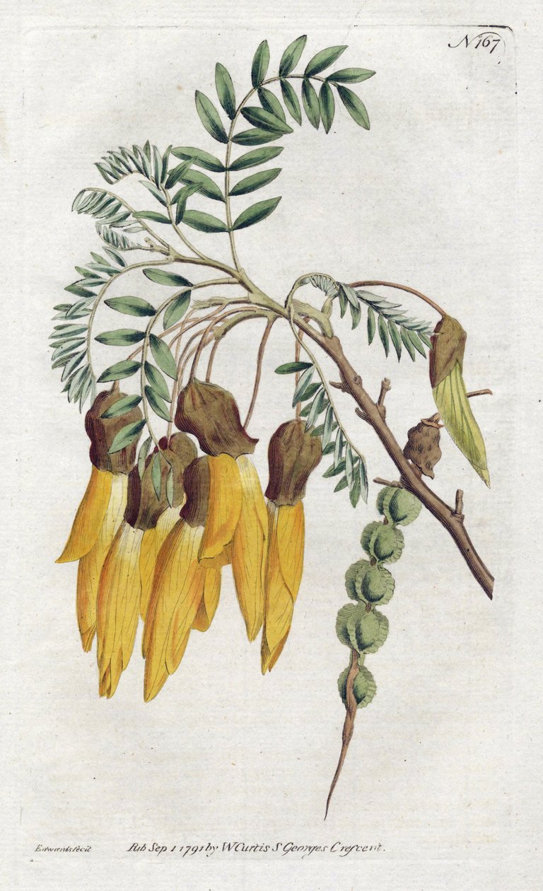 Kowhai, sort af sophora fra New Zealand - Litografi af Sydenham Edwards (1768-1819), fra det botaniske magasin af William Curtis (1746-1799) af Sydenham Teast Edwards